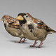 Simple House Sparrow Bird - 3DOcean Item for Sale